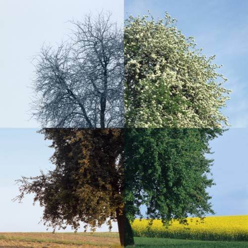Tree in four seasons illustrating image optimization for SEO performance.